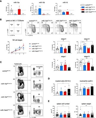 Frontiers The Mir A And Mir B Clusters Regulate Early B